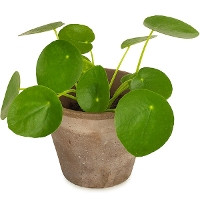 Pilea (Pannenkoekenplant) kopen